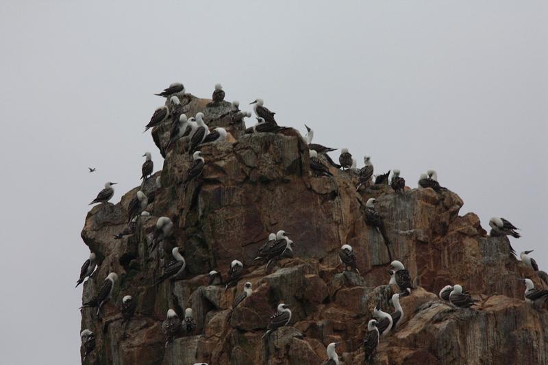 1176-Isole Ballestas,19 luglio 2013.JPG